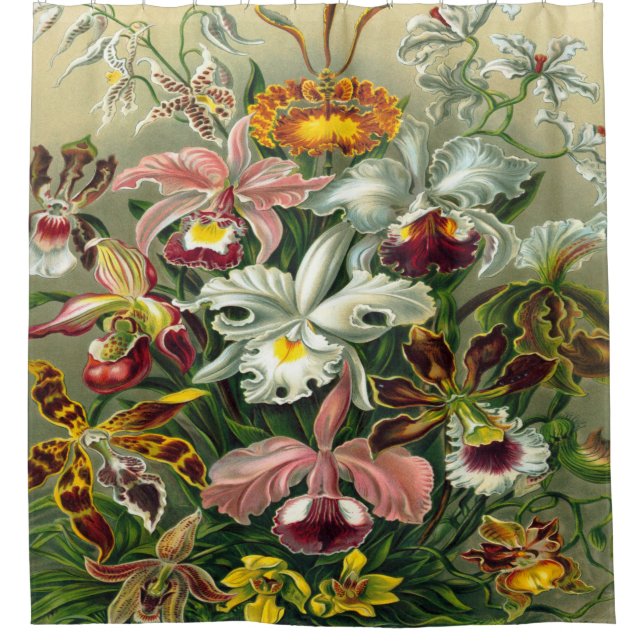 Rideaux De Douche Copie d'art d'Ernst Haeckel : Orchidae Oncidiums, (Devant)