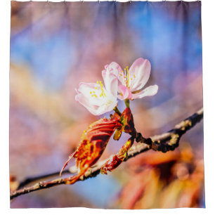 Rideaux De Douche Deux magnifiques fleurs de sakura. Rose, fond bleu