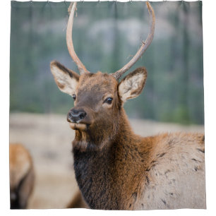RIDEAUX DE DOUCHE ELK IN ROCKY MOUNTAIN NATIONAL PARK - ELK HERDS GR