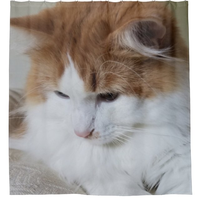 Rideaux De Douche (Feline Fancy) Contemplation Kitty : Photo Cat (Devant)