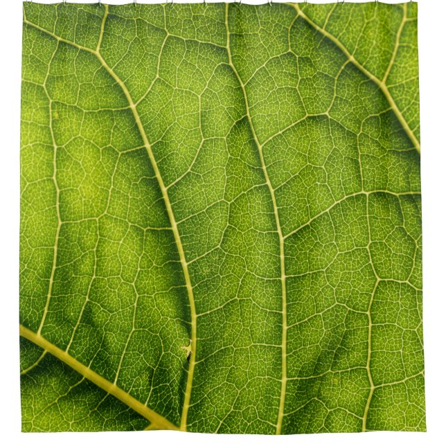 Rideaux De Douche Feuille verte (Devant)