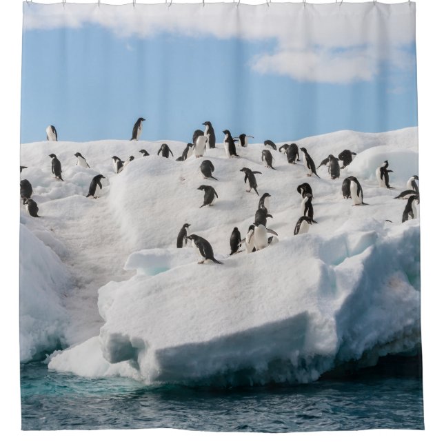Rideaux De Douche Gentoo Penguin Antarctica Iceberg Playtime (Devant)