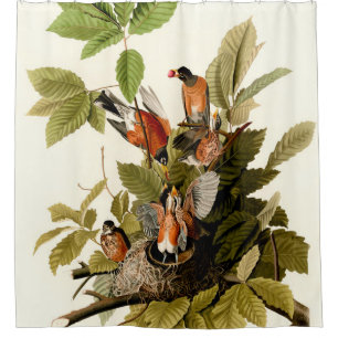 Rideaux De Douche Illustration Audubon American Robin Wildlife Bird