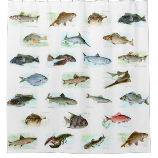 Rideaux De Douche Illustrations vintages de poissons
