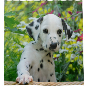 Rideaux De Douche Jeune chiot dalmatien mignon de chien, baquet