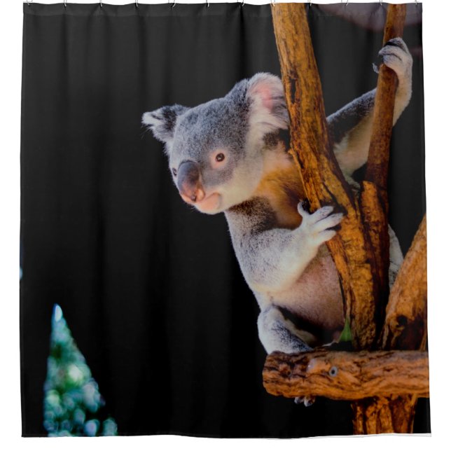 Rideaux De Douche Koala Cute en gris arbre (Devant)