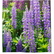 Lila violet rose rose Lupin Fleurs polyphyllus