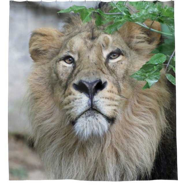 Rideaux De Douche Lion 002 (Devant)