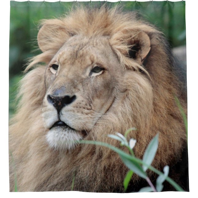 Rideaux De Douche Lion 021 (Devant)