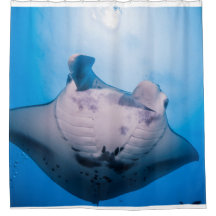 Manta Mania : Rayon Manta au soleil