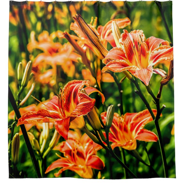 Rideaux De Douche Orange Daylilies Fleurs (Devant)