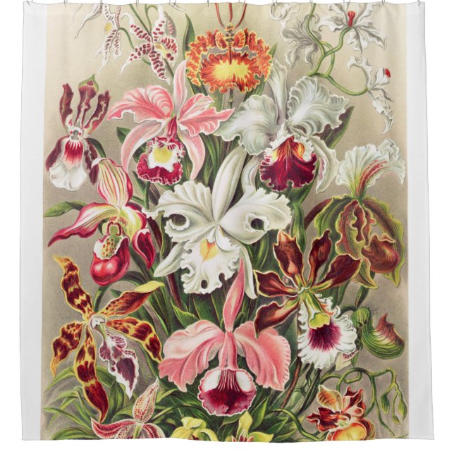 Rideaux De Douche Orchideae Denusfleurs A Giltsch By Ernst Haeckel (Devant)