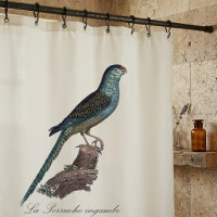 Perruche terrestre ou Perruche des marais, Pezopor