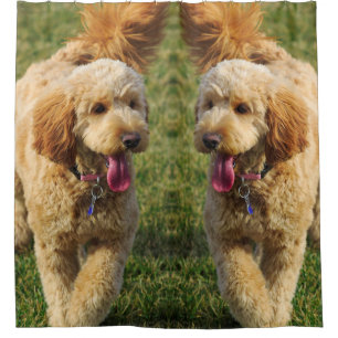 Rideaux De Douche Photo Goldendoodle Dog