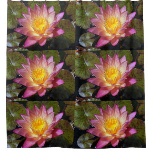 Rideaux De Douche Photos Pink Water Lily