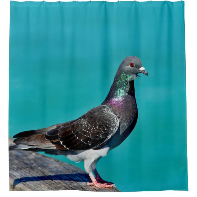 Rideaux De Douche Pigeon Avec Vue (Devant)