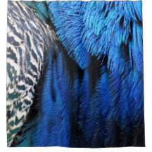 Plumes bleues de paon de velours