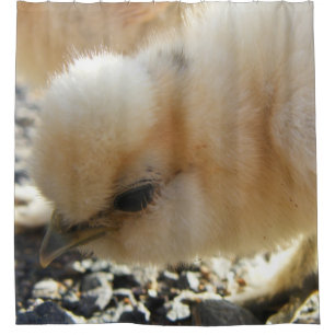 Rideaux De Douche Poussin de couleur chamois de poulet de Silkie