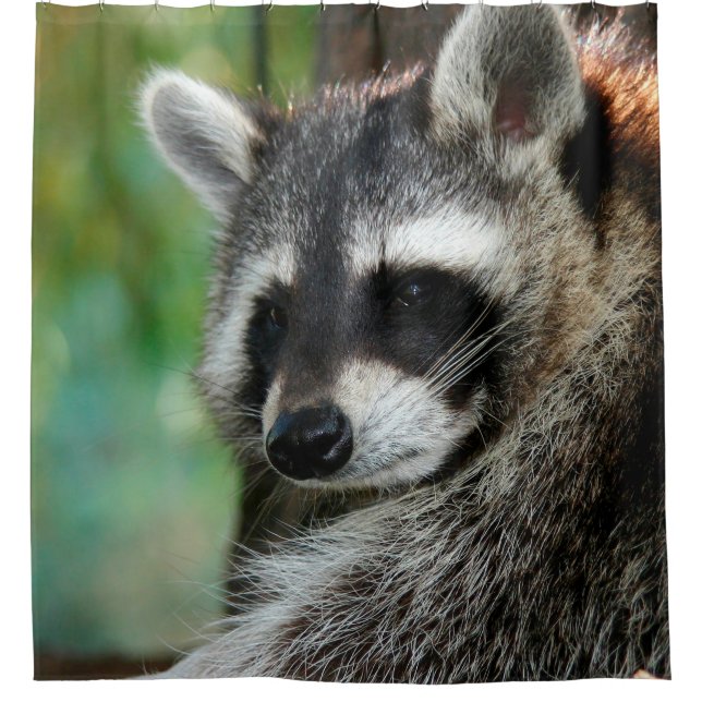 Rideaux De Douche Raccoon 001 (Devant)