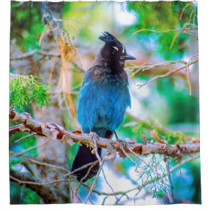 Rideaux De Douche Steller's Jay - Photographie originale