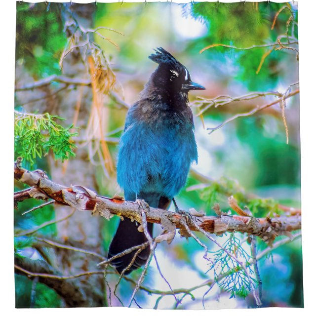 Rideaux De Douche Steller's Jay - Photographie originale (Devant)