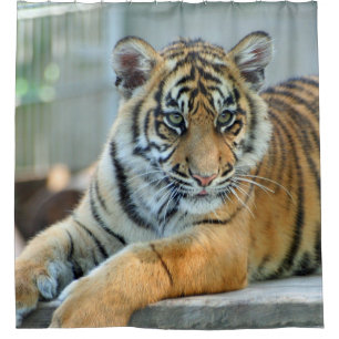 Rideaux De Douche Tigre 034