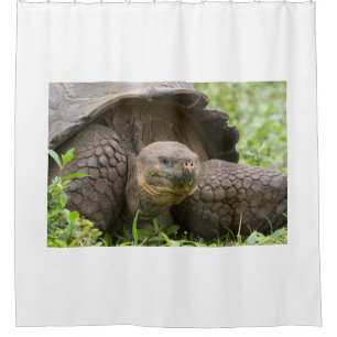 Rideaux De Douche Tortue géante