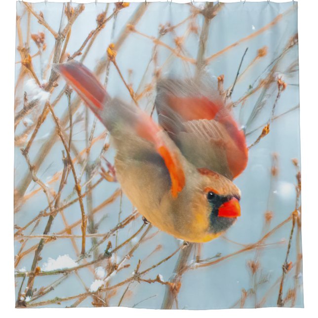 Rideaux De Douche Vol Cardinal Nord - Photo originale (Devant)