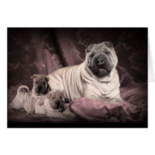 Rides vintages de Shar Pei de Chinois, chiots
