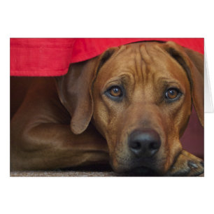 ridgeback rhodésien
