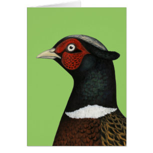 Ringneck Pheasant Head