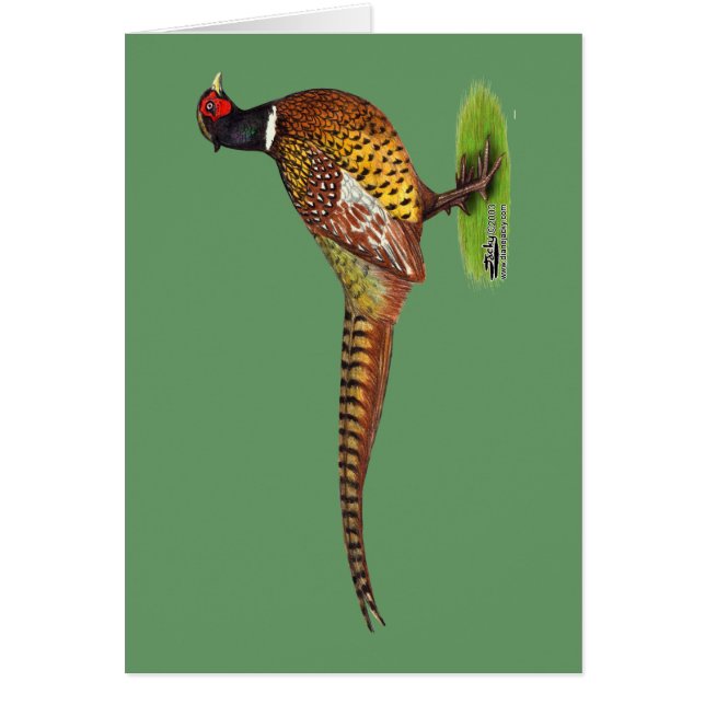 Ringneck Pheasant Rooster (Devant)