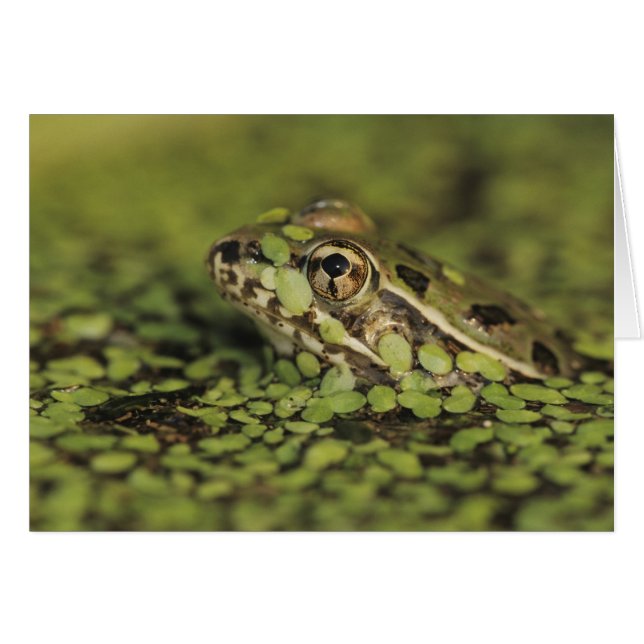 Rio Grande Leopard Frog, Rana berlandieri, (Devant horizontal)