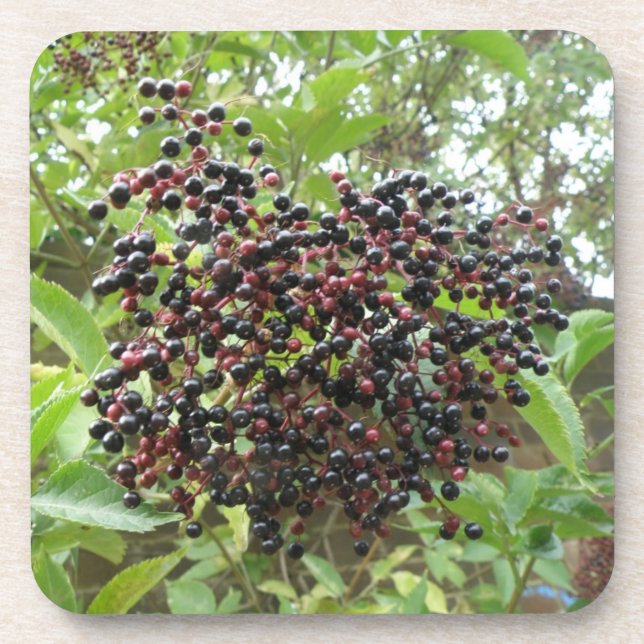 Ripening Dessous de verre de liège aux ailes (Devant)
