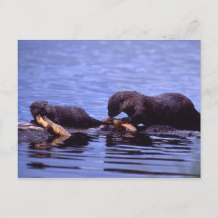 River Otters Wildlife Series # 15 Carte postale