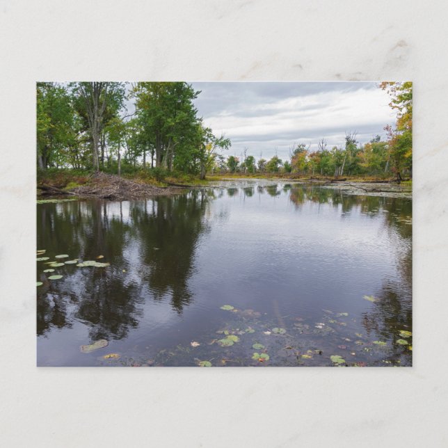 rivière missisquoi par carte postale refuge faune (Devant)