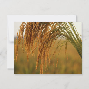 Riz