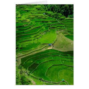 Rizières vertes, Philippines