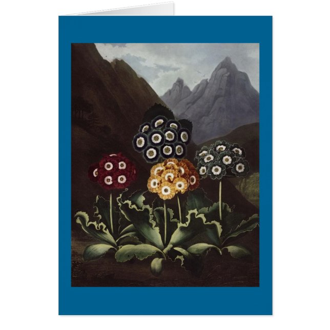 RJ Thornton - Groupe d'Auriculas (Devant)