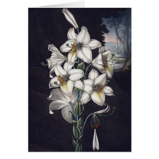 RJ Thornton - La Lily blanche