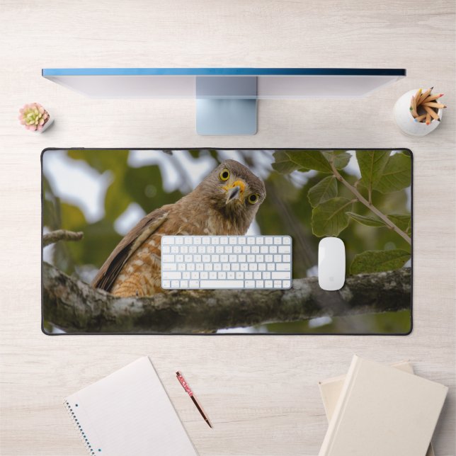 Roadside Hawk, Wildlife Avian Photography (Bureau 1)