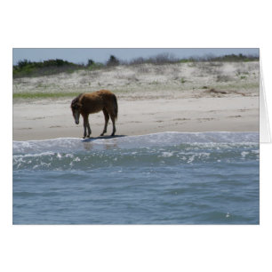 Roam Free