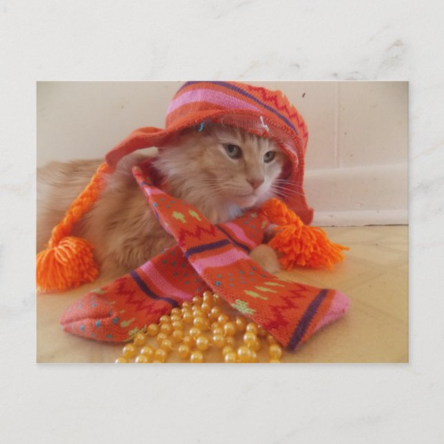 robe de chat Carte postale (Devant)