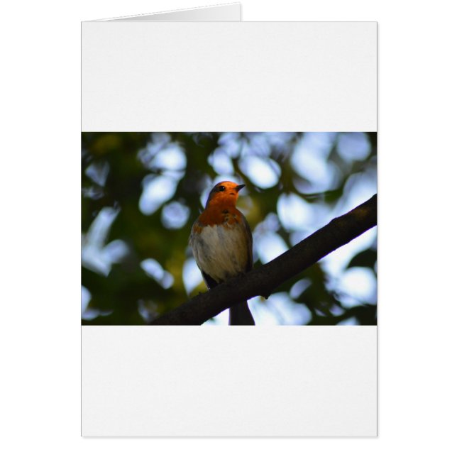 Robin (Devant)
