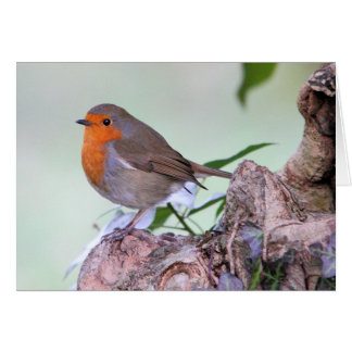 Robin