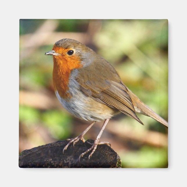 Robin aimant (Devant)