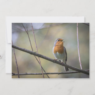 Robin Bird Carte photo de la faune