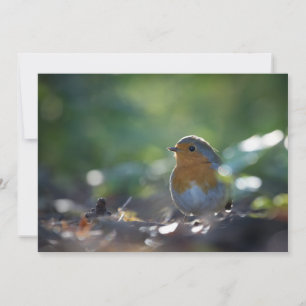 Robin Bird Carte photo naturel