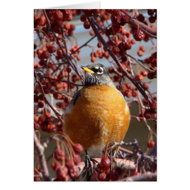 Robin d'hiver (Devant)