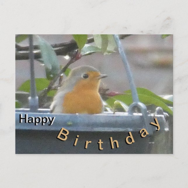 Robin en Plante Pot Bonne carte postale Anniversai (Devant)